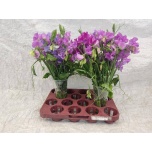 Lathyrus Lillhernes ov Lilac 45cm