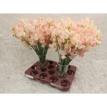 Lathyrus Lillhernes ov Zalm 40-45cm