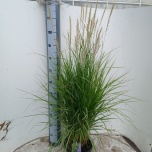 Pennisetum Hiidhirss other 23cm