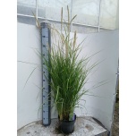 Pennisetum Hiidhirss other 23cm