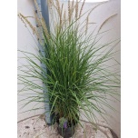 Pennisetum Hiidhirss other 23cm