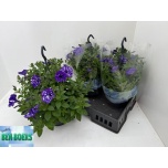 Petunia Petuunia other 23cm