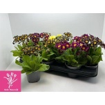 Primula Priimula veris mix 10,5cm