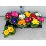 Primula Priimula ac mix 10,5cm