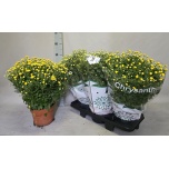 Chrysanthemum Krüsanteem other 19cm