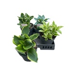 Hosta other 21cm