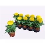 Tagetes Peiulill patula other yellow 12cm