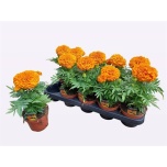 Tagetes Peiulill patula other orange 12cm