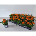Tagetes Peiulill other 9cm