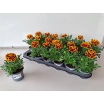 Tagetes Peiulill other 9cm