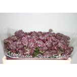 Astrantia Tähtputk ov 50cm