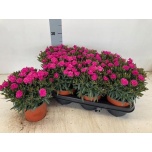 Dianthus Nelk other 14cm