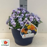 Viola cornuta mixed 27cm