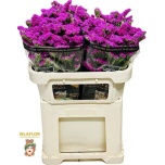 Limonium Parkjuur S Dark Pink Charm 70cm