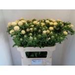 Carthamus Värvisafloor Tinctorius Ov 80cm