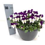 Viola Võõrasema other 27cm