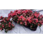 Rhododendron simsii grp vogel luntera 13cm