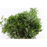 Pistacia premium 50cm (pk)