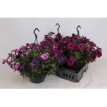 Hanging plants mix in pot 23cm