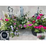 Hanging plants other mix 25cm