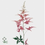 Astilbe Anita Pfeifer 60cm