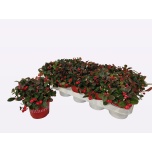 Gaultheria Talihali 12cm