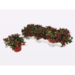 Gaultheria Talihali 10,5cm
