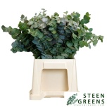 Eucalyptus bridgesiana 50cm pk