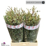 Eucalyptus PARVIFOLIA 60cm
