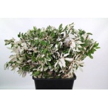 Leaf quercus ilex 65cm