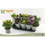 Chrysanthemum Krüsanteem indi mix 6 col 12cm