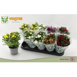 Chrysanthemum Krüsanteem indi mix 6 col 12cm