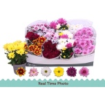 Chrysanthemum Krüsanteem indi mix 6 col 12cm
