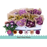 Chrysanthemum indicum grp mix 12cm