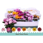 Chrysanthemum Krüsanteem indi mix 6 colours 12cm