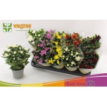 Chrysanthemum Krüsanteem indi mix 6 colours 12cm