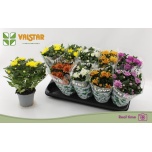 Chrysanthemum Krüsanteem indi mix 6 col 12cm
