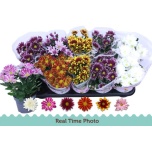 Chrysanthemum indicum grp mix 12cm