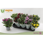 Chrysanthemum Krüsanteem indi mix 6 col 12cm