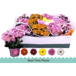 Chrysanthemum Krüsanteem indi mix 6 col 12cm