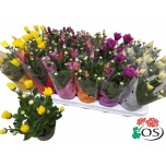 Chrysanthemum Krüsanteem indi mix 6 col 9cm