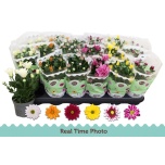 Chrysanthemum Krüsanteem indi mix 6 col 9cm