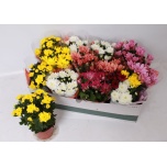 Chrysanthemum Krüsanteem indi mix 5 col 12cm