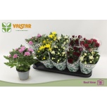 Chrysanthemum Krüsanteem indi mix 5 col 12cm