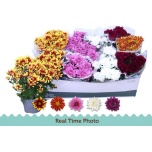 Chrysanthemum Krüsanteem indi mix 12cm