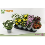 Chrysanthemum Krüsanteem indi mix 5 col 12cm