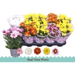 Chrysanthemum Krüsanteem indi mix 5 col 12cm