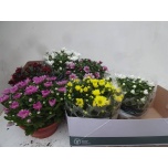 Chrysanthemum Krüsanteem indi mix 5 colours 23cm