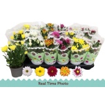 Chrysanthemum Krüsanteem indi mix 5 col 9cm