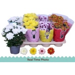 Chrysanthemum indi mix 4 colours 12cm